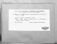 Clavulina coralloides image